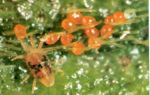 Spidermite.jpg
