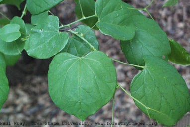 Eastern redbud small.jpg