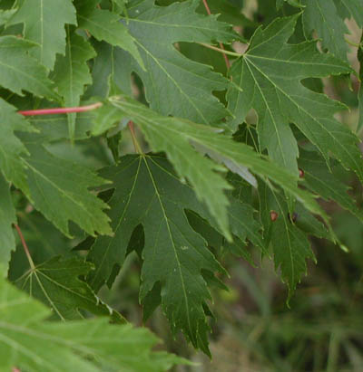 Maple Tree Identification – A Complete Guide – GrowIt BuildIT