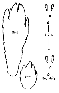 cottontail rabbit tracks