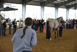 State Horse Evaluation CDE